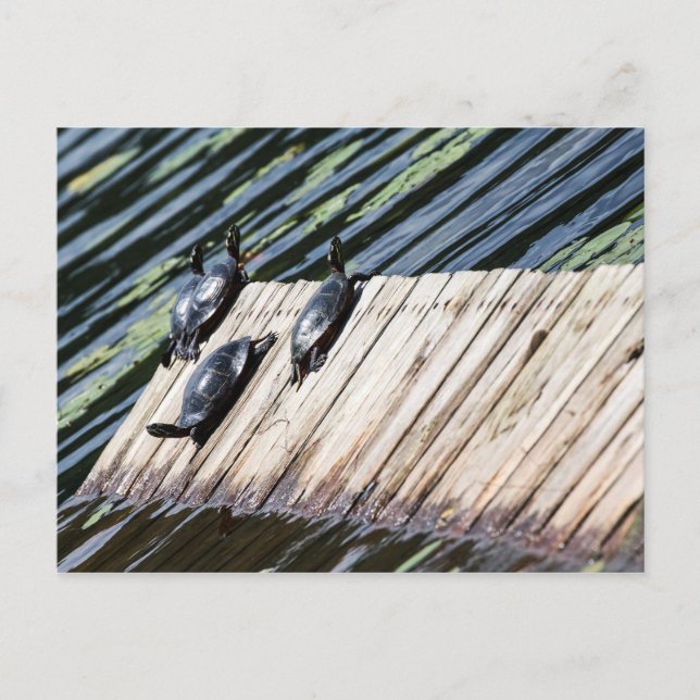 Turtle-Erholung Postkarte (Vorderseite)