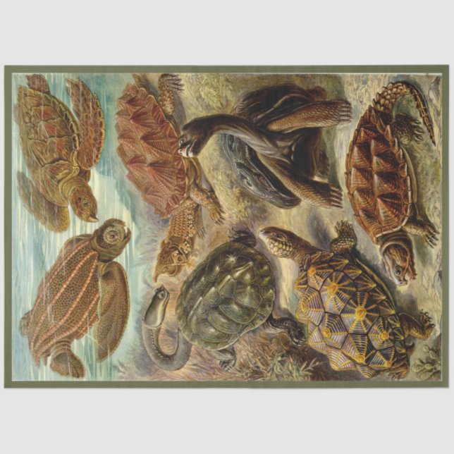 Turtle Ernst Haeckel Dekoupage Tissue Paper Seidenpapier (Vorderseite)