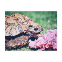 TURTLE ESSEN EINER BLUME POSTCARD