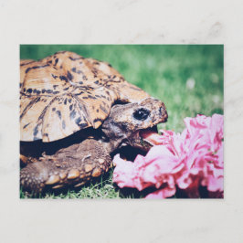 TURTLE ESSEN EINER BLUME POSTCARD POSTKARTE