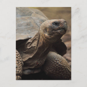 Turtle-Foto Postkarte