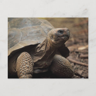 Turtle-Foto Postkarte