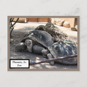 Turtle Friends Phoenix, Az Zoo Postcard Postkarte