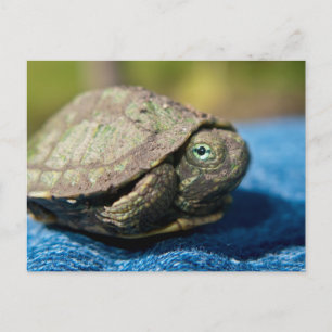 Turtle Hatchling on Denim Postcard Postkarte