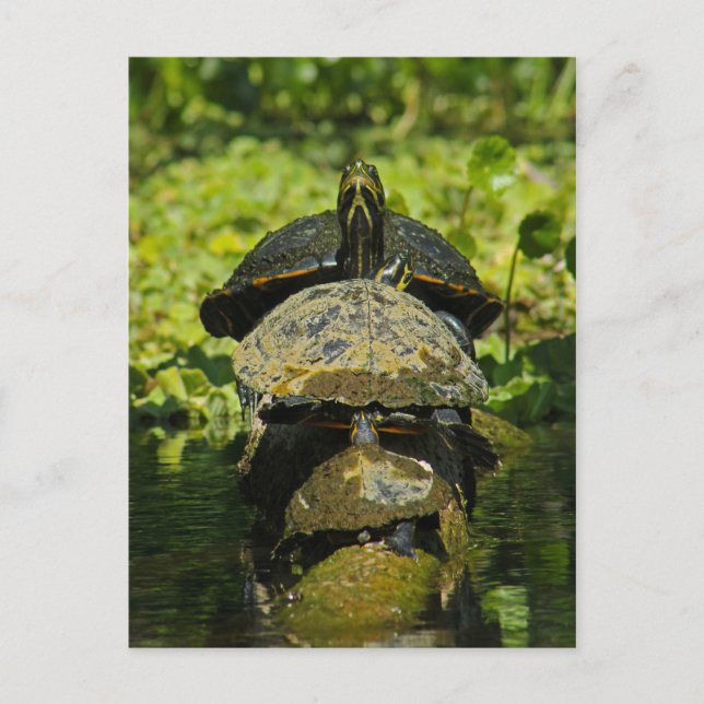 Turtle High Postkarte (Vorderseite)