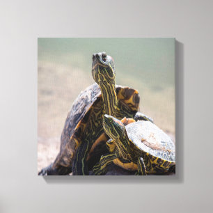 Turtle-Liebe Leinwanddruck