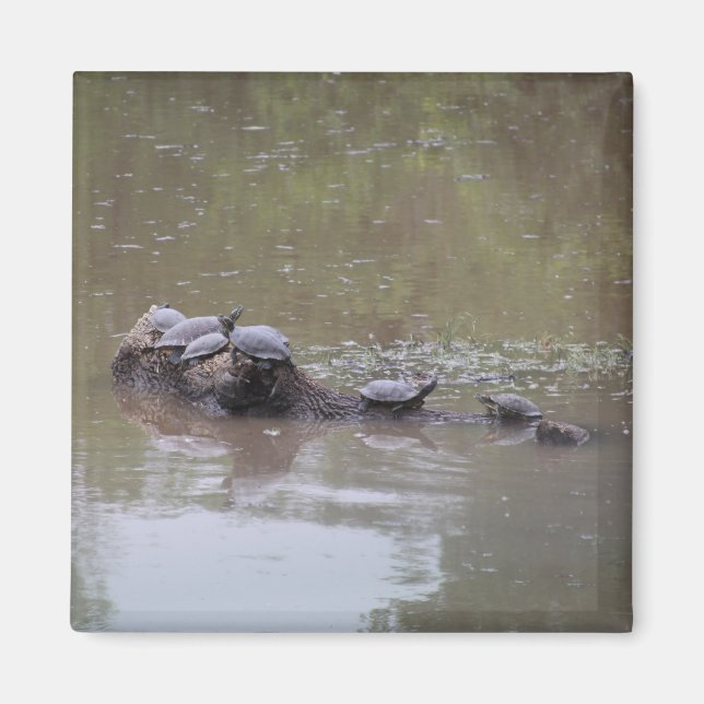 Turtle Magnet (Vorne)