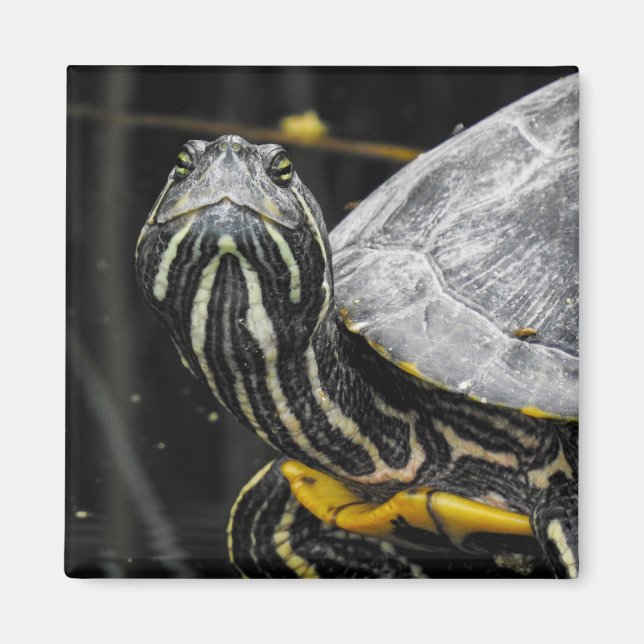 Turtle Magnet (Vorne)