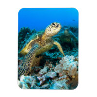 Turtle Pair