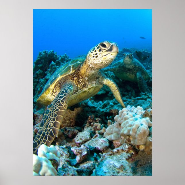 Turtle Pair Poster (Vorne)