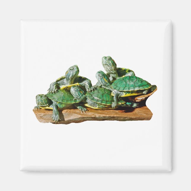 Turtle Picture Magnet (Vorne)