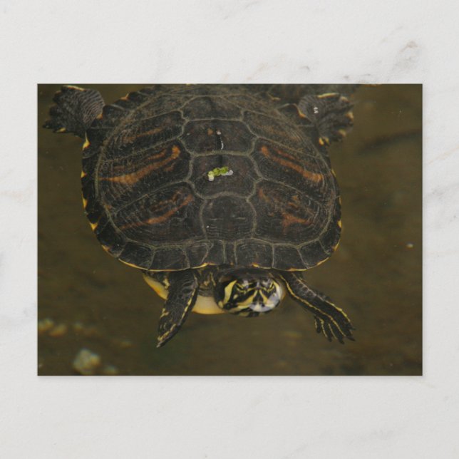 Turtle Pond Postkarte (Vorderseite)