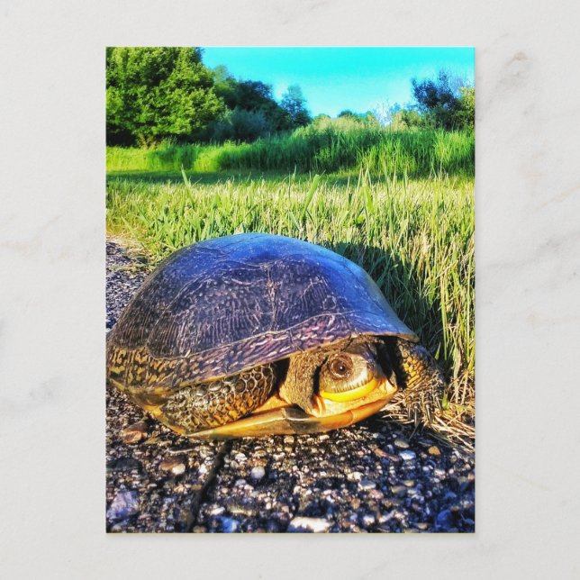 TURTLE POSTCARD POSTKARTE (Vorderseite)