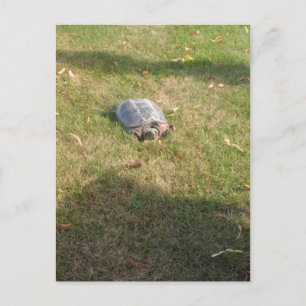 TURTLE POSTKARTE