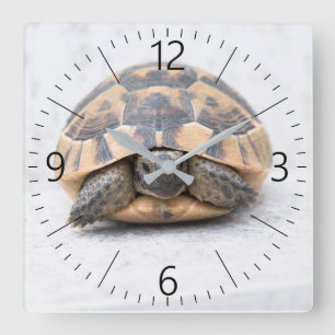 Turtle Quadratische Wanduhr