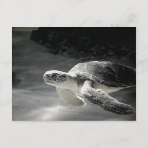 Turtle tank Greetings Postkarte