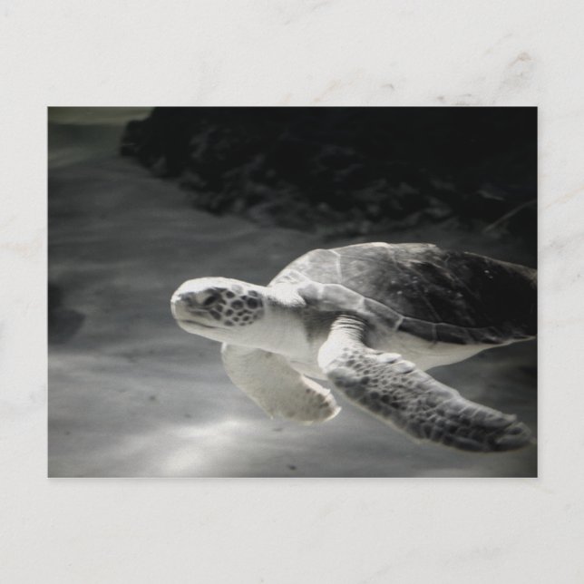 Turtle tank Greetings Postkarte (Vorderseite)