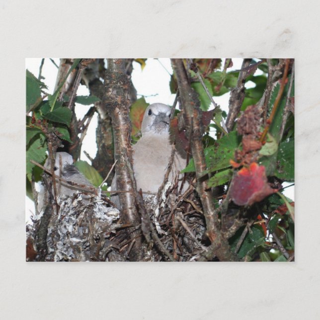 Turtledove Postkarte (Vorderseite)