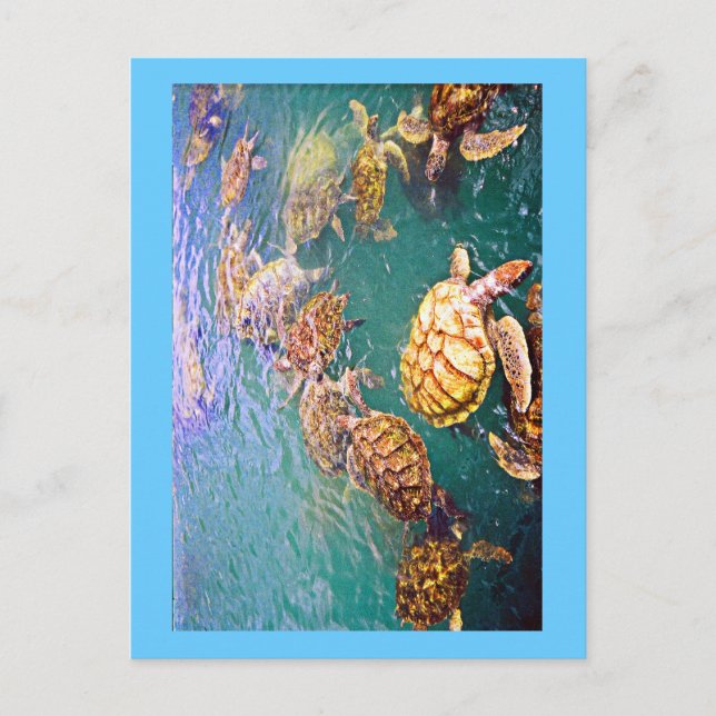 Turtles at Play Postkarte (Vorderseite)