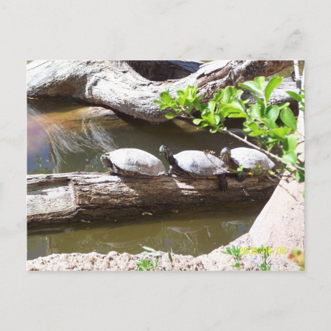 TURTLES, TURTLES, TURTLES!! POSTKARTE (Vorderseite)