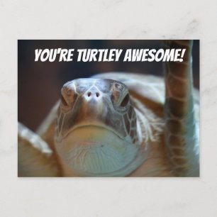 Turtley Phantastisch Postcard Postkarte