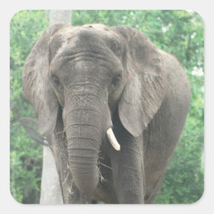 Tusked Elefant-Aufkleber Quadratischer Aufkleber