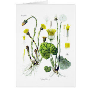 Tussilago farfara (Coltsfoot)