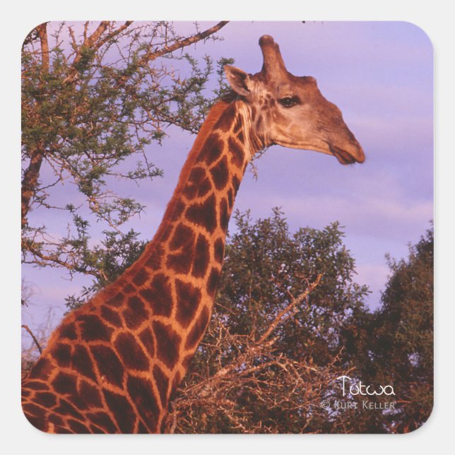 Tutwa, Giraffe in Botswana, Square Sticker (Vorderseite)