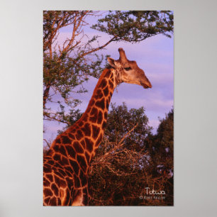 Tutwa, Giraffe in Tetswana-Sprache, Poster