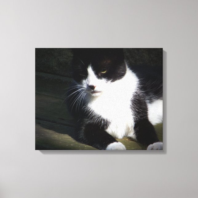 Tuxedo Cat 20"x16" Stretched Canvas Print Leinwanddruck (Vorderseite)