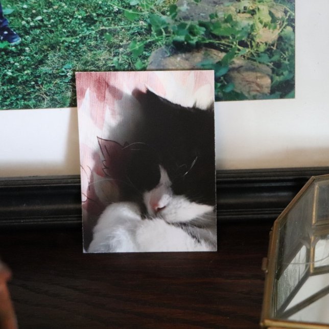 Tuxedo Cat Art Niedlich Pink Nose Kitty Cats Art P Poster (Von Creator hochgeladen)