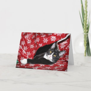 Tuxedo Cat Christmas Feiertagskarte
