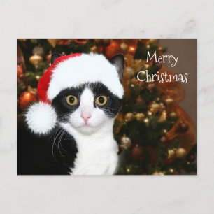 Tuxedo cat Christmas Feiertagspostkarte