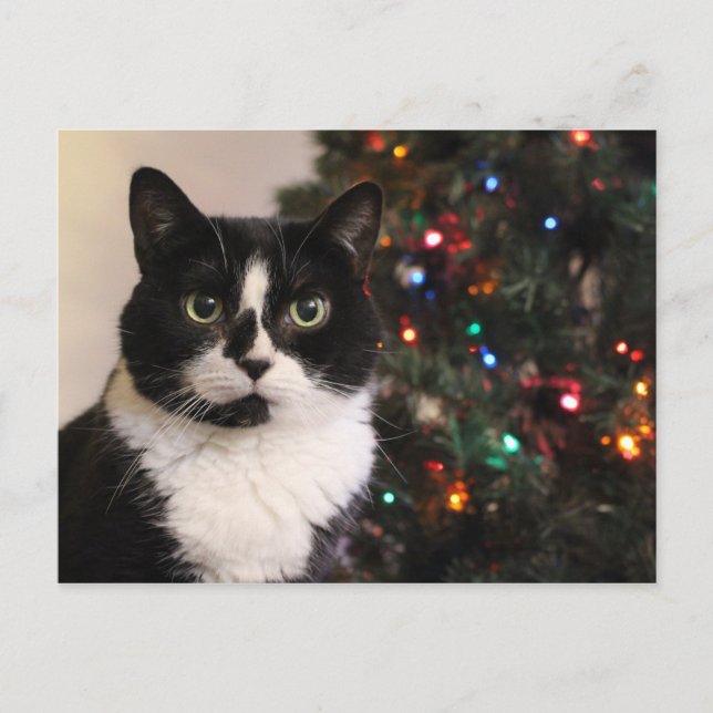 Tuxedo Cat Christmas Postcard Feiertagspostkarte (Vorderseite)