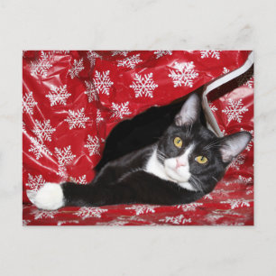 Tuxedo Cat Christmas Postkarte