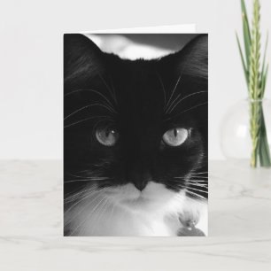 TUXEDO CAT FOTOGRAFIE BIRTHDAY CARD KARTE