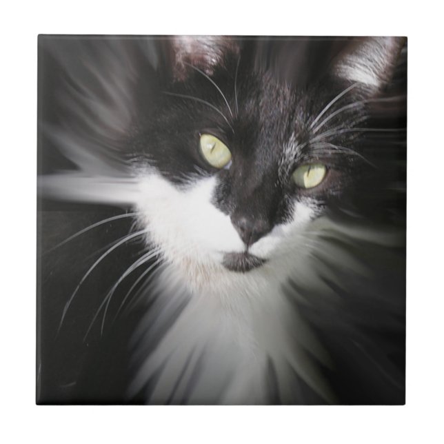 Tuxedo Cat Keramik Tile Fliese (Vorderseite)
