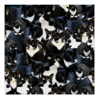 Tuxedo Cat Madness