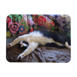 Tuxedo Cat Niedlich eine mexikanische Wave Postcar Magnet