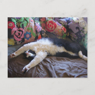 Tuxedo Cat Niedlich eine mexikanische Wave Postcar Postkarte