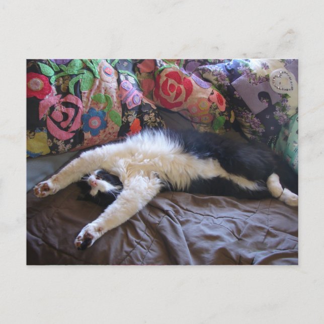 Tuxedo Cat Niedlich eine mexikanische Wave Postcar Postkarte (Vorderseite)