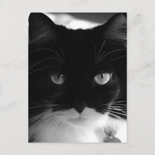 TUXEDO CAT POSTCARDS POSTKARTE