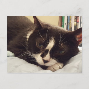 Tuxedo Cat Postkarte