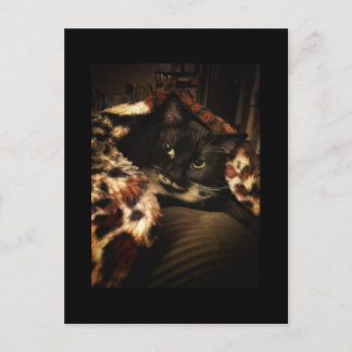 Tuxedo Cat Postkarte