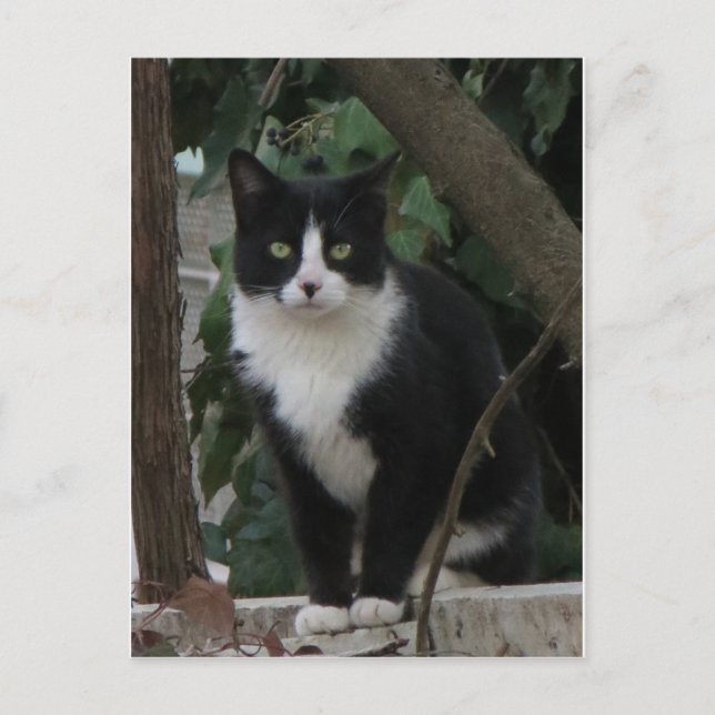 Tuxedo Cat Postkarte (Vorderseite)