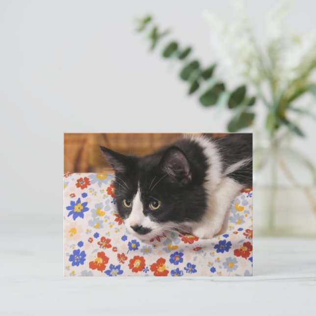 Tuxedo Cat Postkarte (Stehend Vorderseite)
