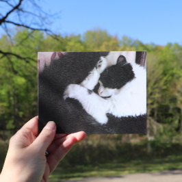 Tuxedo Kat Kitty Cats Schwarz-Weiß Caturday Postkarte