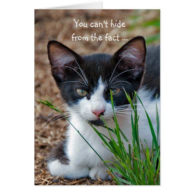 Tuxedo Kätzchen versteckt sich hinter Gras (Vorne)