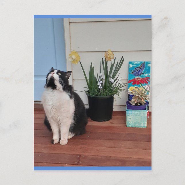 Tuxedo Katze Niedlich mit Hübschen Blume Blue Post Postkarte (Vorderseite)