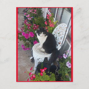 Tuxedo Katze Niedlich mit Hübschen Blume Postkarte